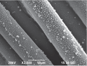 SEM-image: Staph on bottom of integrated mattress cover.